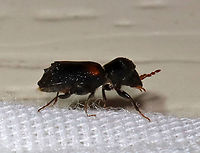 Red-shouldered Bostrichid - Xylobiops basilaris *The purpose pf this bad photo is to show the beetle's profile.<br />
<br />
This cutie was in a hurry, so I didn't get many shots.<br />
https://www.jungledragon.com/image/116269/red-shouldered_bostrichid_-_xylobiops_basilaris.html<br />
Habitat: Attracted to a light; semi-rural area Geotagged,Red-shouldered Bostrichid,Spring,United States,Xylobiops basilaris,beetle