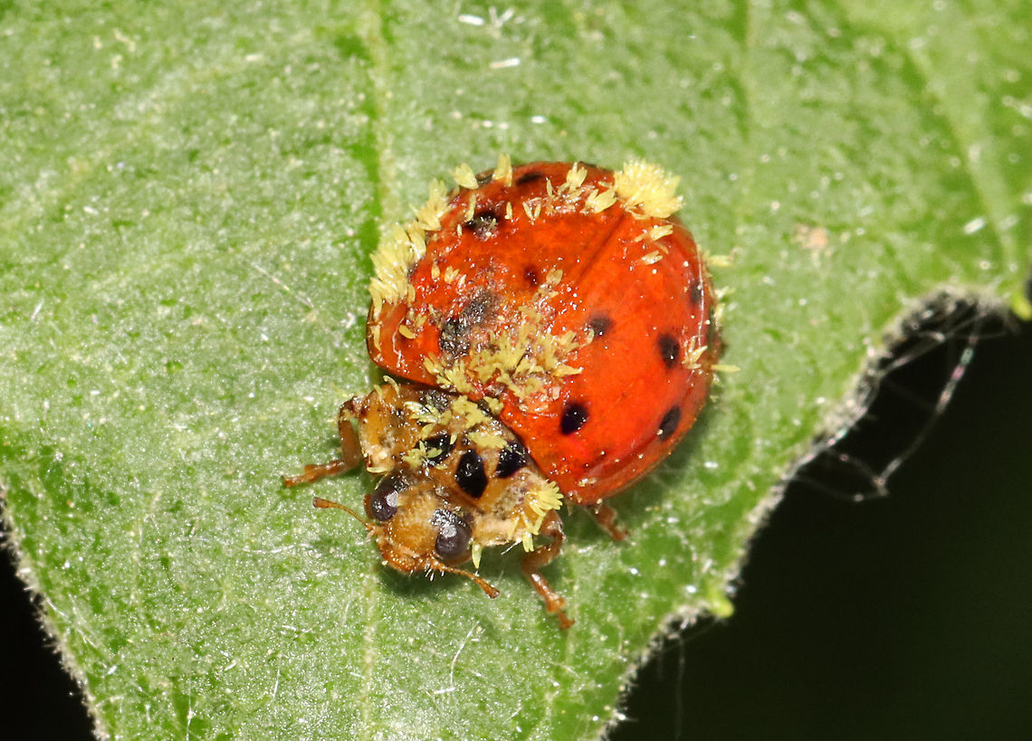 Hesperomyces harmoniae on Harmonia axyridis Eek. I have never seen a beetle this infected with Hesperomyces virescens. <br />
<br />
Habitat: Attracted to a light; semi-rural area Geotagged,Hesperomyces,Hesperomyces harmoniae,Hesperomyces virescens,Spring,United States,beetle,fungus,parasitic fungus