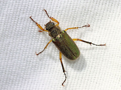 Dichelonyx linearis There were dozens at my light last night. 

Habitat: Attracted to a light; semi-rural area Dichelonyx,Dichelonyx linearis,Geotagged,Spring,United States,beetle