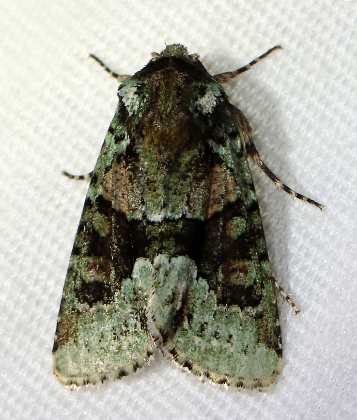 Explicit Arches Moth - Lacinipolia explicata TL: ~15 mm. Median area of FW is shaded with brown scales. AM and PM lines were faintly edged with white. Host: Trifolium and Taraxacum. Status: Common<br />
<br />
Habitat: Attracted to a 395 nm LED light; semi-rural area<br />
<br />
2021(4) Geotagged,Lacinipolia,Lacinipolia explicata,Noctuidae,Spring,United States,explicit arches moth,moth