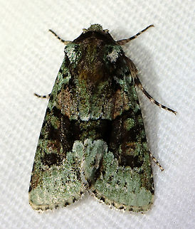 Explicit Arches Moth