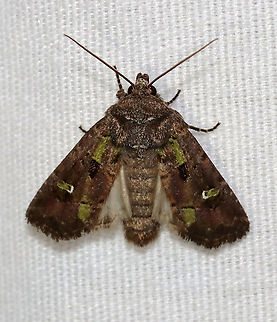 Bristly Cutworm - Lacinipolia renigera TL: 15 mm. Purplish gray forewings that were mottled pinkish brown along the veins. It had a lime green basal dash and green center of a white-edged reniform spot. Claviform spot is solid black.

Habitat: Attracted to a 395 nm LED light; semi-rural area

2021(5)
 Bristly Cutworm,Geotagged,Kidney-spotted minor,Lacinipolia,Lacinipolia renigera,Spring,United States,moth