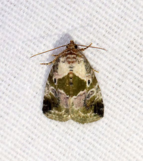 Black-dotted Glyph - Maliattha synochitis TL: ~10 mm. White FW is mottled green in basal, median, and ST areas. Triangular green patch in inner median area forms a saddle. Black orbicular spots.

Habitat: Attracted to an LED light (395 nm) in a semi-rural area

2021(6) Black-dotted maliattha,Geotagged,Maliattha,Maliattha synochitis,Noctuidae,Spring,United States,moth