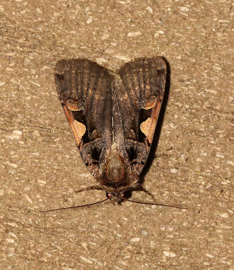 Setaceous Hebrew Character - Xestia c-nigrum TL: ~15 mm. Similar to Xestia dolosa, except that Xestia c-nigrum has a shorter FW length. Also, the AM line is straighter in Xestia c-nigrum and more scalloped in Xestia dolosa. Hosts: Low plants, crops, and grasses. Status: Common.<br />
<br />
Habitat: Attracted to a 395 nm light in a semi-rural area<br />
<br />
2021(7) Geotagged,Noctuidae,Setaceous Hebrew Character,Spring,United States,Xestia,Xestia c-nigrum,moth