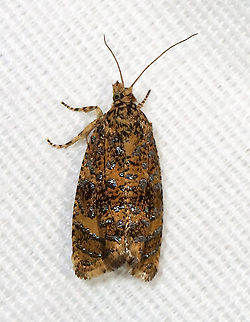 Iron-lined Olethreutes - Olethreutes ferrolineana TL: ~10 mm. Orangish tan FW with lines of metallic silver spots. Hosts: Unknown. Status: Common.

Habitat: Attracted to a 395 nm light in a semi-rural area

2021(8) Geotagged,Iron-lined Olethreutes,Olethreutes,Olethreutes ferrolineana,Olethreutinae,Spring,Tortricidae,United States,moth