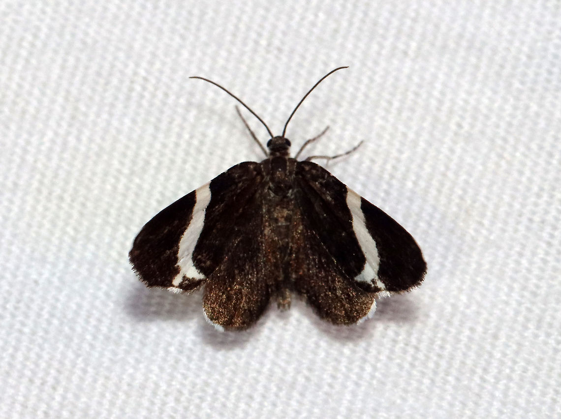 White-striped Black - Trichodezia albovittata TL: ~25 mm. Wings were black with white bar across forewings. Hindwing fringe black, but white toward the outer angle. Host: Larvae feed on jewelweed (Impatiens sp.).<br />
<br />
Habitat: Attracted to a 395 nm light in a semi-rural area<br />
<br />
2021(9) Geometridae,Geotagged,Spring,Trichodezia,Trichodezia albovittata,United States,White-striped Black Moth,moth