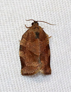 Oblique-banded Leaf Roller - Choristoneura rosaceana TL: ~12 mm. Brown FW with oblique, brown median band and subapical patch. Hosts: Trees and woody plants, including apple, blueberry, and oak.

Habitat: Attracted to a 395 nm LED light in a semi-rural area

2021(10) Choristoneura,Choristoneura rosaceana,Geotagged,Oblique-banded Leaf Roller,Spring,Tortricidae,United States,moth