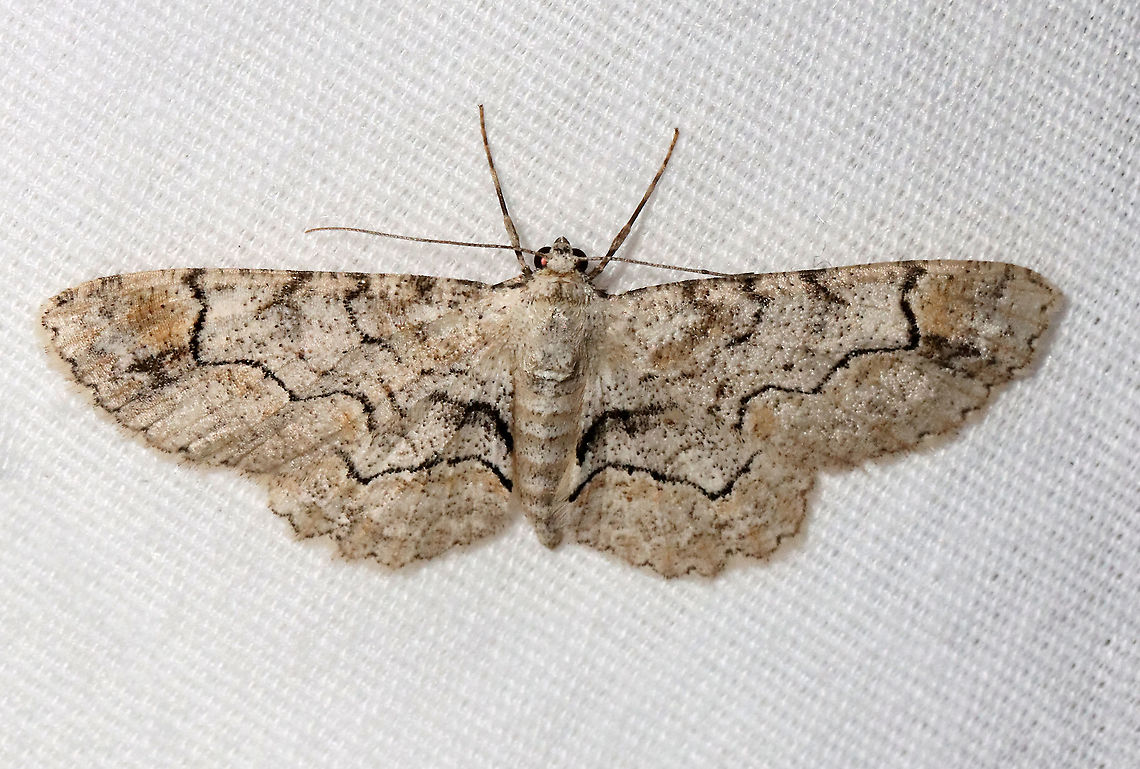 Bent-line Gray - Iridopsis larvaria WS: ~35 mm. HW has sharp kink in PM line. Hosts: Deciduous trees. Status: Common<br />
<br />
Habitat: Attracted to a 395 nm LED light in a semi-rural area<br />
<br />
2021(11) Bent-line gray,Geometridae,Geotagged,Iridopsis,Iridopsis larvaria,Spring,United States,moth
