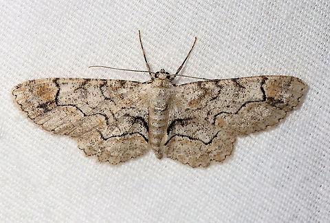 Bent-line Gray - Iridopsis larvaria WS: ~35 mm. HW has sharp kink in PM line. Hosts: Deciduous trees. Status: Common

Habitat: Attracted to a 395 nm LED light in a semi-rural area

2021(11) Bent-line gray,Geometridae,Geotagged,Iridopsis,Iridopsis larvaria,Spring,United States,moth