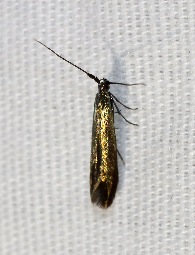 Large Clover Casebearer - Coleophora trifolii TL: ~7-8 mm. This moth looked like a fleck of gold! Host: Sweet clover. Status: Common<br />
<br />
Habitat: Attracted to a 395 nm light in a semi-rural area<br />
<br />
2021(12) Coleophora,Coleophora trifolii,Coleophoridae,Geotagged,Spring,Trefoil thick-horned tinea,United States,moth