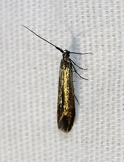 Large Clover Casebearer - Coleophora trifolii TL: ~7-8 mm. This moth looked like a fleck of gold! Host: Sweet clover. Status: Common

Habitat: Attracted to a 395 nm light in a semi-rural area

2021(12) Coleophora,Coleophora trifolii,Coleophoridae,Geotagged,Spring,Trefoil thick-horned tinea,United States,moth