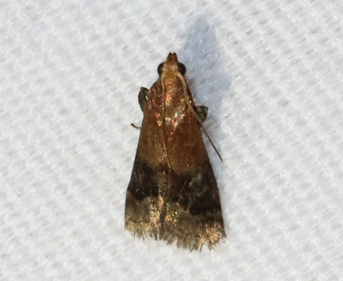 Broad-banded Eulogia - Eulogia ochrifrontella Habitat: Attracted to a 395 nm LED light in a rural area.<br />
<br />
2021(13) Broad-banded Eulogia,Eulogia,Eulogia ochrifrontella,Geotagged,Pyralidae,Spring,United States,moth,snout moth