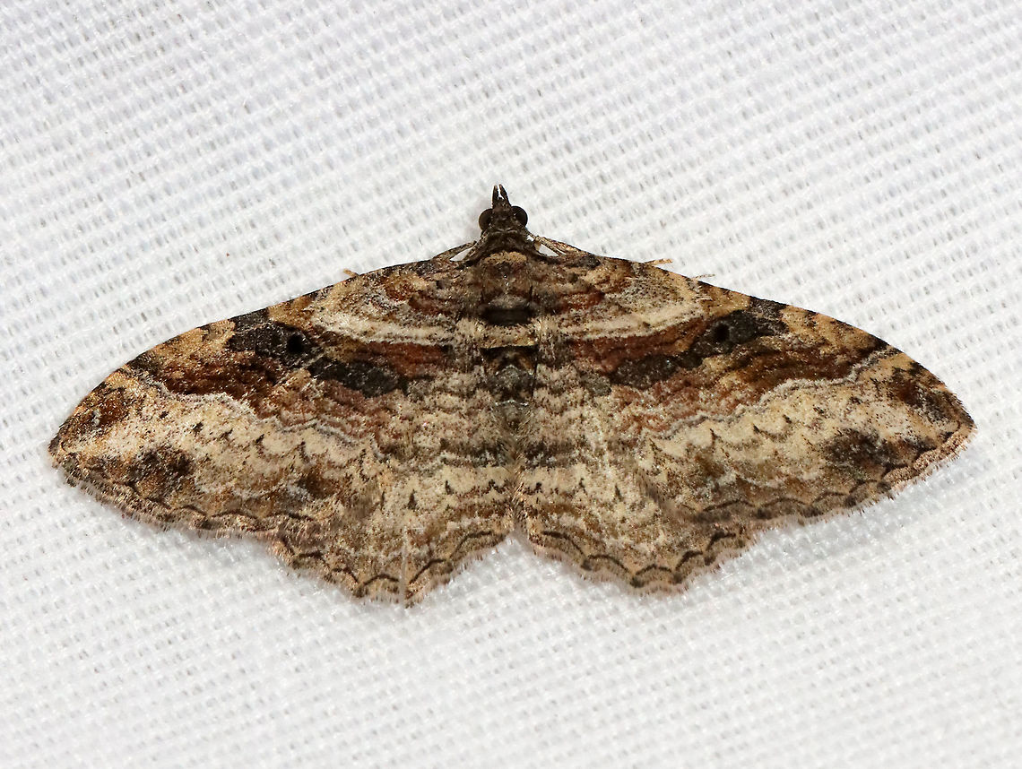 Bent-line Carpet Moth - Costaconvexa centrostrigaria WS: 2 cm. The antemedial and postmedial lines form dark brown bands. The postmedial line ends midway across the wing. All four wings have small, black discal spots.<br />
<br />
Habitat: Attracted to a 395 nm LED light; semi-rural area<br />
<br />
2021(14) Bent-line Carpet Moth,Costaconvexa,Costaconvexa centrostrigaria,Geometridae,Geotagged,Spring,United States,carpet moth,moth