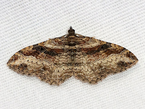 Bent-line Carpet Moth - Costaconvexa centrostrigaria WS: 2 cm. The antemedial and postmedial lines form dark brown bands. The postmedial line ends midway across the wing. All four wings have small, black discal spots.

Habitat: Attracted to a 395 nm LED light; semi-rural area

2021(14) Bent-line Carpet Moth,Costaconvexa,Costaconvexa centrostrigaria,Geometridae,Geotagged,Spring,United States,carpet moth,moth