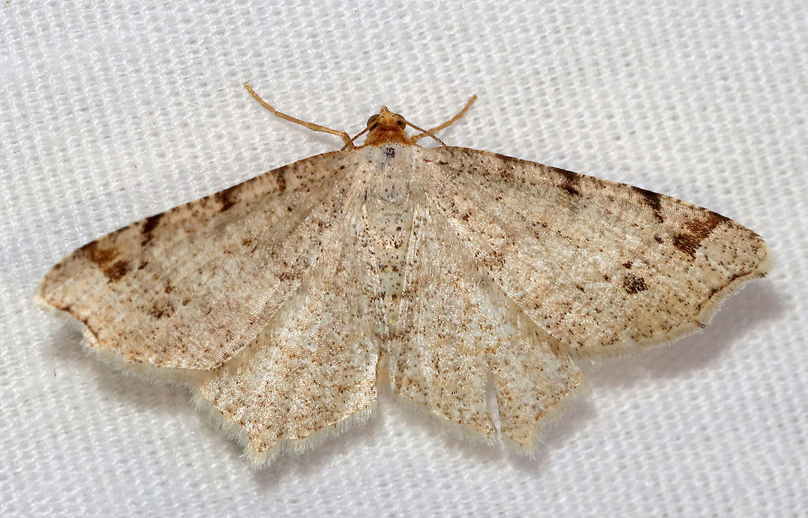 Red-headed Inchworm - Macaria bisignata WS: ~25 mm. Wings were tan with speckling; postmedial dark spot near middle of wing and dark spots along costa; head was orange.<br />
<br />
Habitat: Attracted to a 395 nm LED light; semi-rural area<br />
<br />
2021(15) Geometridae,Geotagged,Macaria,Macaria bisignata,Red-headed Inchworm,Spring,United States,moth