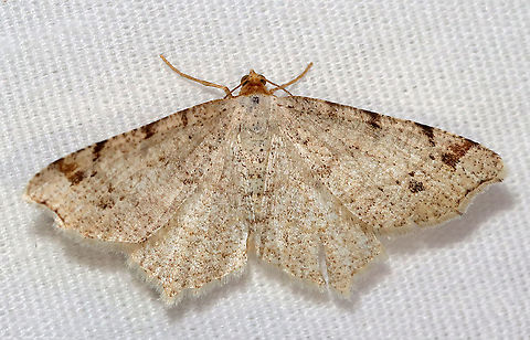 Red-headed Inchworm - Macaria bisignata WS: ~25 mm. Wings were tan with speckling; postmedial dark spot near middle of wing and dark spots along costa; head was orange.

Habitat: Attracted to a 395 nm LED light; semi-rural area

2021(15) Geometridae,Geotagged,Macaria,Macaria bisignata,Red-headed Inchworm,Spring,United States,moth