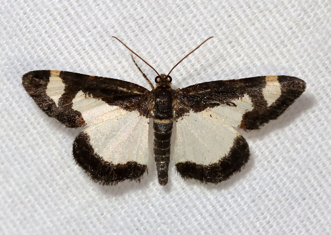 Common Spring Moth - Heliomata cycladata WS: ~20 mm. FW has large, white patches in inner margin and subapical areas with brown borders. The HW is white with a brown border. Hosts: Black locust and honey locust<br />
<br />
Habitat: Attracted to a 395 nm LED light; semi-rural area<br />
<br />
2021(16) Common Spring Moth,Geometridae,Geotagged,Heliomata,Heliomata cycladata,Spring,United States,moth