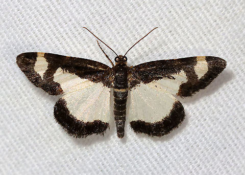Common Spring Moth - Heliomata cycladata WS: ~20 mm. FW has large, white patches in inner margin and subapical areas with brown borders. The HW is white with a brown border. Hosts: Black locust and honey locust

Habitat: Attracted to a 395 nm LED light; semi-rural area

2021(16) Common Spring Moth,Geometridae,Geotagged,Heliomata,Heliomata cycladata,Spring,United States,moth