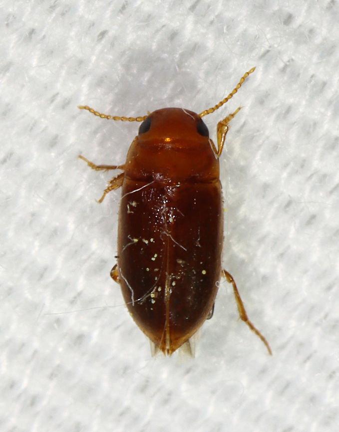 Beetle - Celina sp. There were many of these tiny, reddish brown beetles at my light. I&#039;m not sure on the ID yet, but think it could be either Celina angustata or Celina hubbelli.<br />
<br />
Habitat: Attracted to a light in a semi-rural area Celina,Coleoptera,Geotagged,Spring,United States,beetle