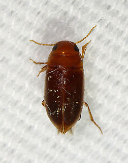 Beetle - Celina sp. There were many of these tiny, reddish brown beetles at my light. I'm not sure on the ID yet, but think it could be either Celina angustata or Celina hubbelli.

Habitat: Attracted to a light in a semi-rural area Celina,Coleoptera,Geotagged,Spring,United States,beetle
