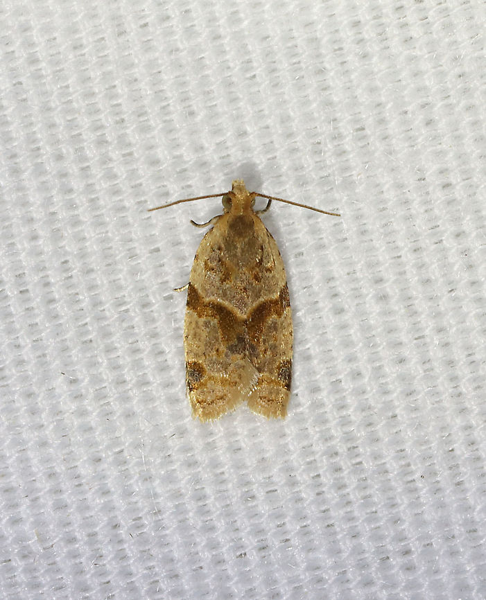 Garden Tortrix - Clepsis peritana TL: ~8 mm. Host: Strawberries. Status: Common.<br />
<br />
Habitat: Attracted to a 395 nm LED light in a semi-rural area<br />
<br />
2021(17) Clepsis,Clepsis peritana,Garden Tortrix,Geotagged,Spring,Tortricidae,United States,moth