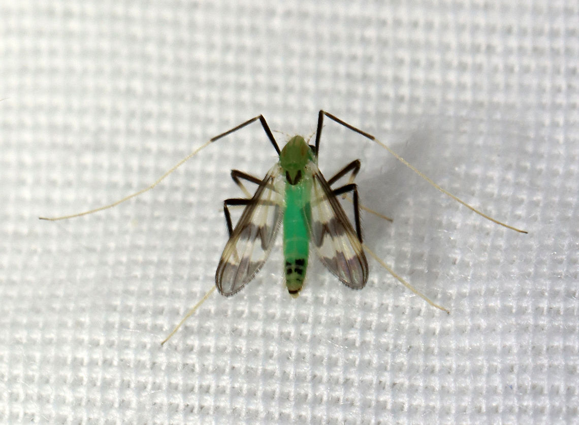 Midge - Stenochironomus hilaris Habitat: Attracted to a light in a semi-rural area Chironomidae,Diotera,Geotagged,Spring,Stenochironomus,Stenochironomus hilaris,United States,fly,green midge,midge