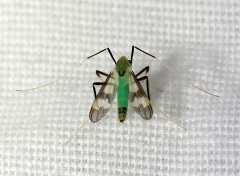 Midge - Stenochironomus hilaris Habitat: Attracted to a light in a semi-rural area Chironomidae,Diotera,Geotagged,Spring,Stenochironomus,Stenochironomus hilaris,United States,fly,green midge,midge