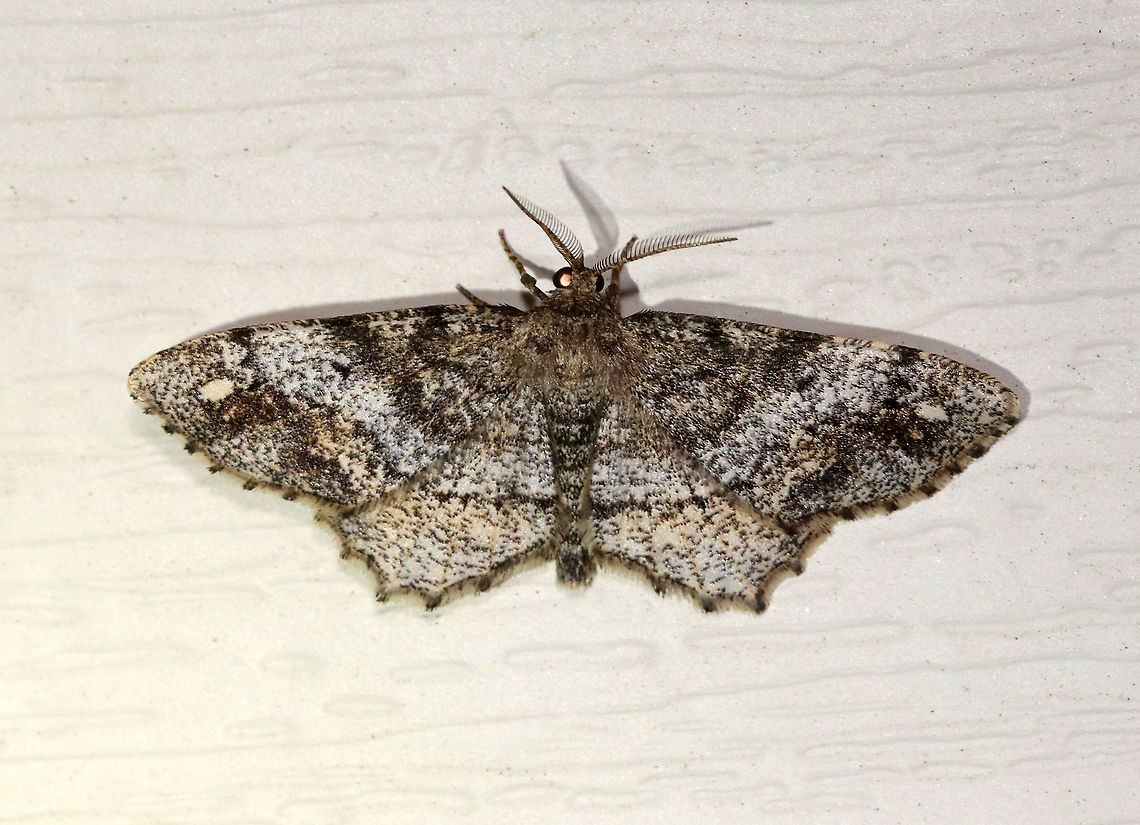 Hypagyrtis unipunctata - One-spotted Variant WS: ~30 mm. Sexually and seasonally variable species. Hosts: various trees, such as alder, birch, fir, hickory, oak, and pine.<br />
<br />
Habitat: Attracted to a 395 nm LED light in a semi-rural area<br />
<br />
2021(18) Geometridae,Geotagged,Hypagyrtis,Hypagyrtis unipunctata,One-spotted variant moth,Spring,United States,moth