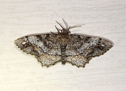Hypagyrtis unipunctata - One-spotted Variant WS: ~30 mm. Sexually and seasonally variable species. Hosts: various trees, such as alder, birch, fir, hickory, oak, and pine.

Habitat: Attracted to a 395 nm LED light in a semi-rural area

2021(18) Geometridae,Geotagged,Hypagyrtis,Hypagyrtis unipunctata,One-spotted variant moth,Spring,United States,moth