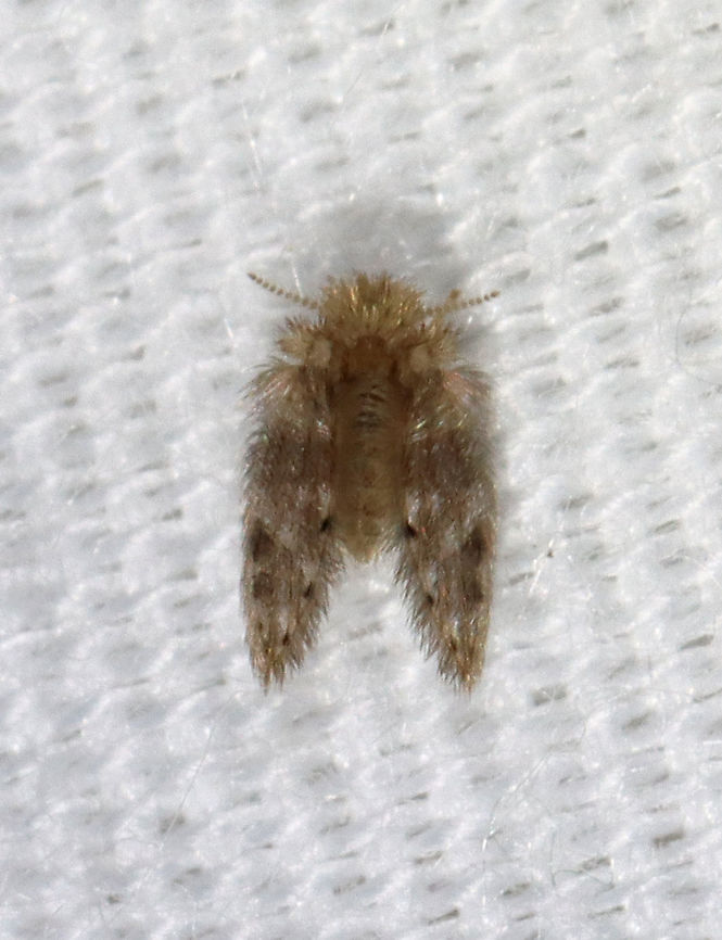 Moth Fly - Family Psychodidae, Psychoda alternata Habitat: Attracted to a light in a semi-rural area Diptera,Geotagged,Psychoda alternata,Psychodidae,Spring,United States,fly,moth fly