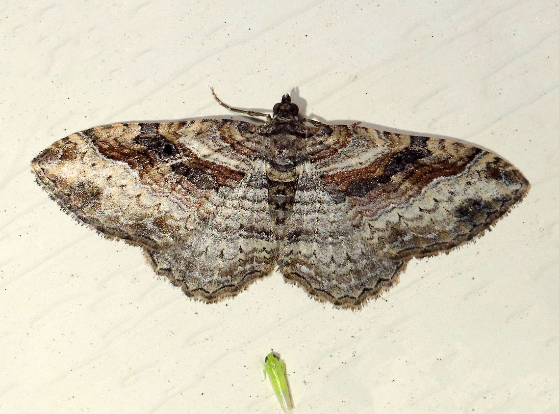 Bent-line Carpet Moth - Costaconvexa centrostrigaria There were several individuals of this species at my light last weekend...hoppers too :).<br />
<br />
WS: 2 cm. The antemedial and postmedial lines form dark brown bands. The postmedial line ends midway across the wing. All four wings have small, black discal spots.<br />
<br />
Habitat: Attracted to a 395 nm LED light; semi-rural area<br />
<br />
2021(d) Bent-line Carpet Moth,Costaconvexa,Costaconvexa centrostrigaria,Geometridae,Geotagged,Spring,United States,carpet moth,moth