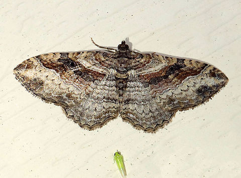 Bent-line Carpet Moth - Costaconvexa centrostrigaria There were several individuals of this species at my light last weekend...hoppers too :).

WS: 2 cm. The antemedial and postmedial lines form dark brown bands. The postmedial line ends midway across the wing. All four wings have small, black discal spots.

Habitat: Attracted to a 395 nm LED light; semi-rural area

2021(d) Bent-line Carpet Moth,Costaconvexa,Costaconvexa centrostrigaria,Geometridae,Geotagged,Spring,United States,carpet moth,moth
