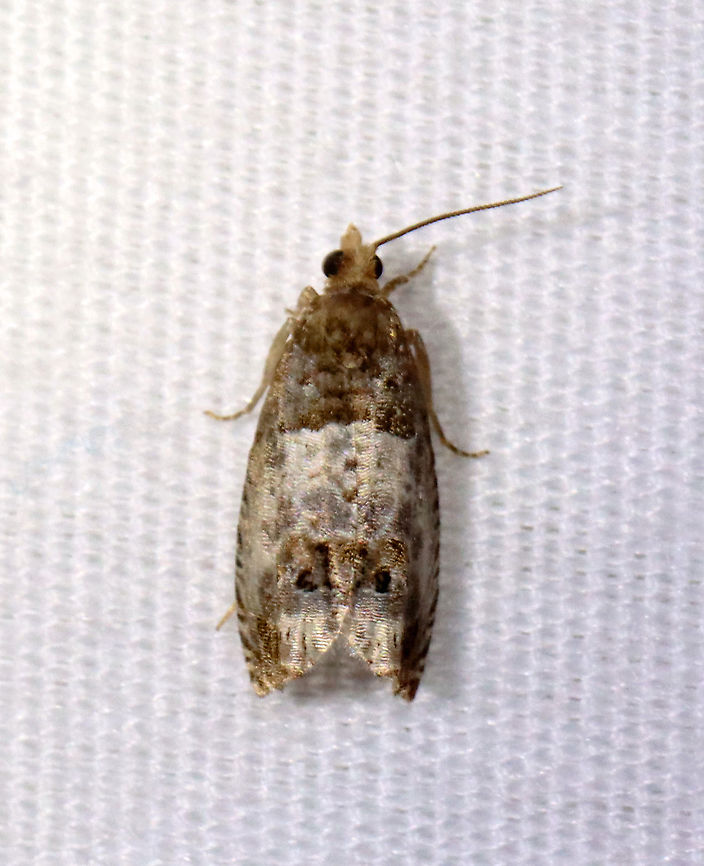 Doubleday's Notocelia Moth - Notocelia rosaecolana Habitat: Attracted to a 395 nm LED light in a semi-rural area<br />
<br />
2021(19) Doubleday's Notocelia Moth,Geotagged,Notocelia,Notocelia rosaecolana,Spring,Tortricidae,United States,moth