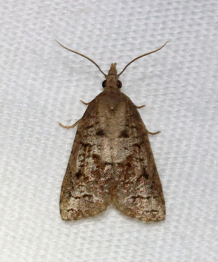 Tufted Apple Bud Moth - Platynota idaeusalis Attracted to a 395 nm LED light in a semi-rural area.<br />
<br />
2021(20)<br />
 Geotagged,Platynota,Platynota idaeusalis,Spring,Tortricidae,Tufted apple bud moth,United States,moth