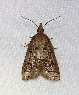 Tufted Apple Bud Moth - Platynota idaeusalis Attracted to a 395 nm LED light in a semi-rural area.

2021(20)
 Geotagged,Platynota,Platynota idaeusalis,Spring,Tortricidae,Tufted apple bud moth,United States,moth