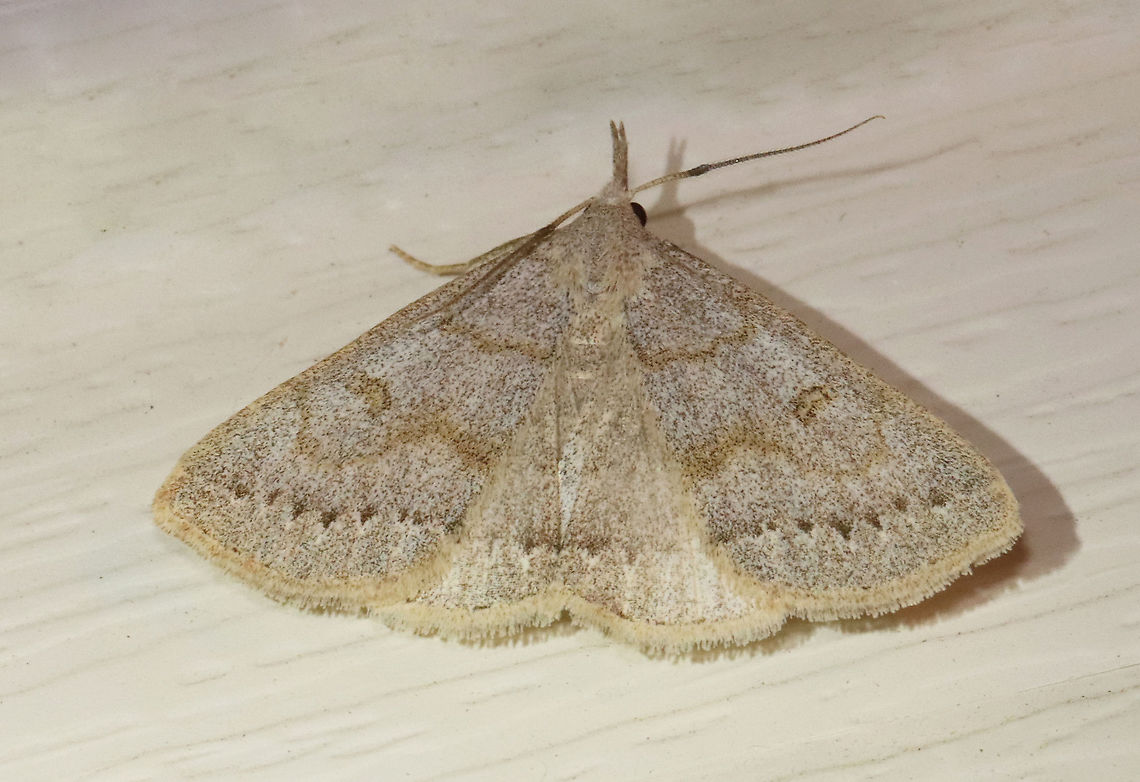 Morbid Owlet - Chytolita morbidalis Total length: ~15 mm. Pale forewings with wavy AM line and bulging PM line. Scalloped subterminal line is accented by a row of dusky wedges. Long labial palps.<br />
<br />
Attracted to a 395 nm LED light in a semi-rural area.<br />
<br />
2021(21) Chytolita morbidalis,Erebidae,Geotagged,Morbid Owlet,Spring,United States,chytolita,moth,owlet