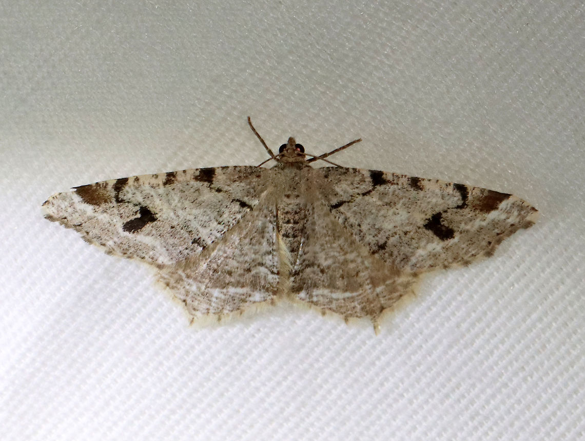 White Pine Angle - Macaria pinistrobata WS: ~25 mm. Whitish gray FW with fragmented, wavy black lines. ST area had a black spot at the midpoint and a large, black subapical patch. Host: White pine<br />
<br />
Habitat: Attracted to a 395 nm LED light in a semi-rural area<br />
<br />
2021(22) Geometridae,Geotagged,Macaria,Macaria pinistrobata,Spring,United States,White pine angle,moth