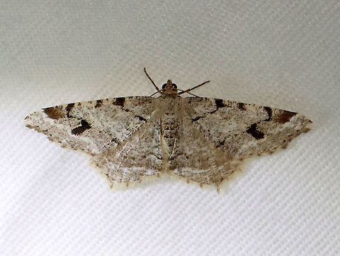White Pine Angle - Macaria pinistrobata WS: ~25 mm. Whitish gray FW with fragmented, wavy black lines. ST area had a black spot at the midpoint and a large, black subapical patch. Host: White pine

Habitat: Attracted to a 395 nm LED light in a semi-rural area

2021(22) Geometridae,Geotagged,Macaria,Macaria pinistrobata,Spring,United States,White pine angle,moth