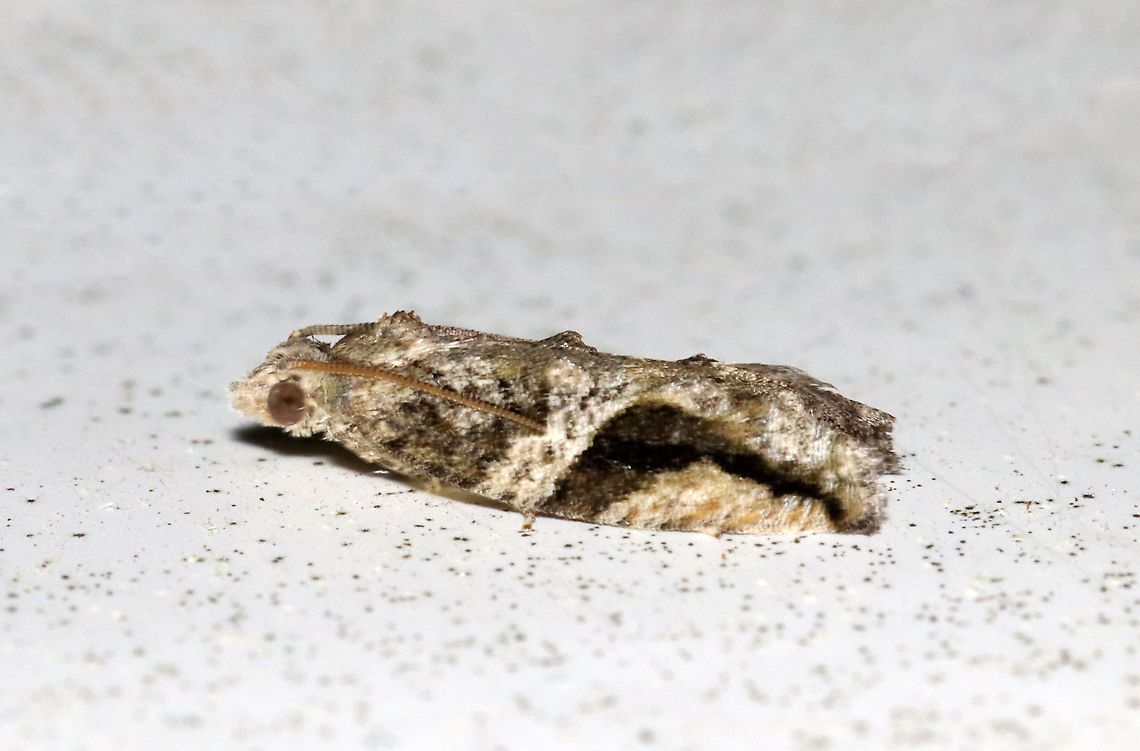 Black-crescent Proteoteras - Proteoteras crescentana TL: 8 mm. Brownish gray FW with a thick, black crescent that arcs toward apex. Host: Box elder<br />
<br />
Habitat: Attracted to a 395 nm LED light in a semi-rural area<br />
<br />
2021(24) Geotagged,Northern Boxelder Twig Borer Moth,Proteoteras,Proteoteras crescentana,Spring,United States,moth