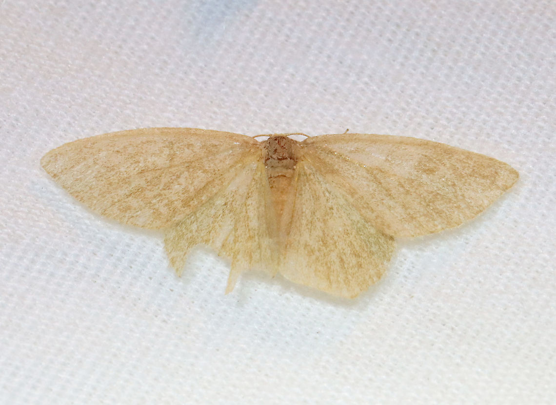 Moth - Geometridae Maybe a very worn Pleuroprucha insulsaria?<br />
<br />
Habitat: Attracted to a 395 nm LED light in a semi-rural area<br />
<br />
2021(23) Geometridae,Geotagged,Spring,United States,moth