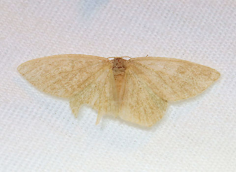 Moth - Geometridae Maybe a very worn Pleuroprucha insulsaria?

Habitat: Attracted to a 395 nm LED light in a semi-rural area

2021(23) Geometridae,Geotagged,Spring,United States,moth