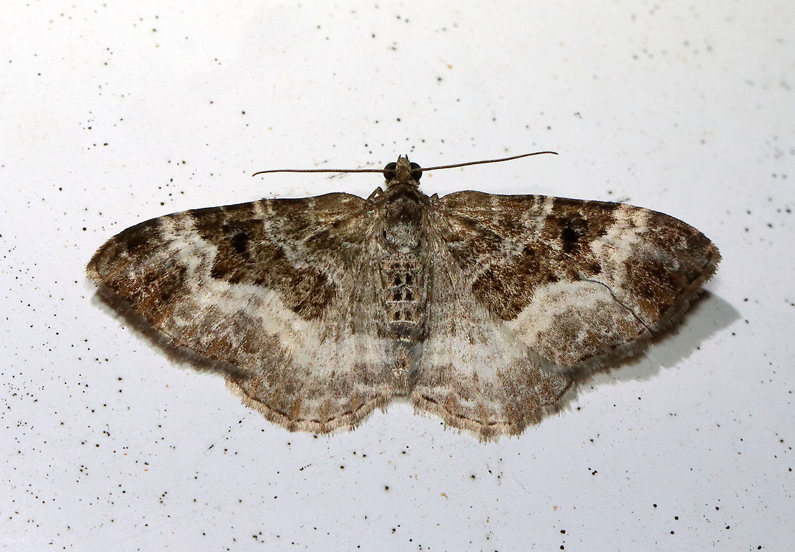 Common Carpet - Epirrhoe alternata Wingspan: ~25 mm. Forewing has AM and PM lines that are thickly edged with white. Subterminal and terminal areas are brownish.<br />
<br />
Habitat: Attracted to a 395 nm LED light in a semi-rural area<br />
<br />
2021(25) Common Carpet,Epirrhoe,Epirrhoe alternata,Geometridae,Geotagged,Spring,United States,carpet moth,moth