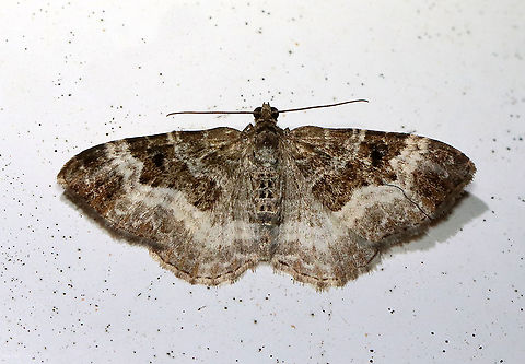 Common Carpet - Epirrhoe alternata Wingspan: ~25 mm. Forewing has AM and PM lines that are thickly edged with white. Subterminal and terminal areas are brownish.

Habitat: Attracted to a 395 nm LED light in a semi-rural area

2021(25) Common Carpet,Epirrhoe,Epirrhoe alternata,Geometridae,Geotagged,Spring,United States,carpet moth,moth
