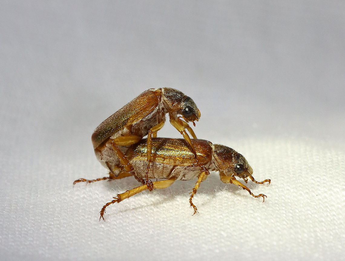 Dichelonyx linearis These beetles have been regular visitors to my moth light recently. <br />
<br />
Habitat: Attracted to a light; semi-rural area Dichelonyx,Dichelonyx linearis,Geotagged,Spring,United States,beetle