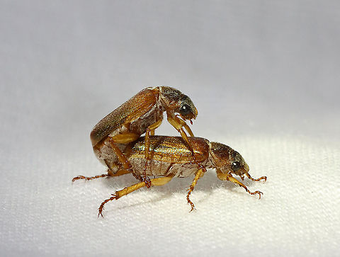 Dichelonyx linearis These beetles have been regular visitors to my moth light recently. 

Habitat: Attracted to a light; semi-rural area Dichelonyx,Dichelonyx linearis,Geotagged,Spring,United States,beetle