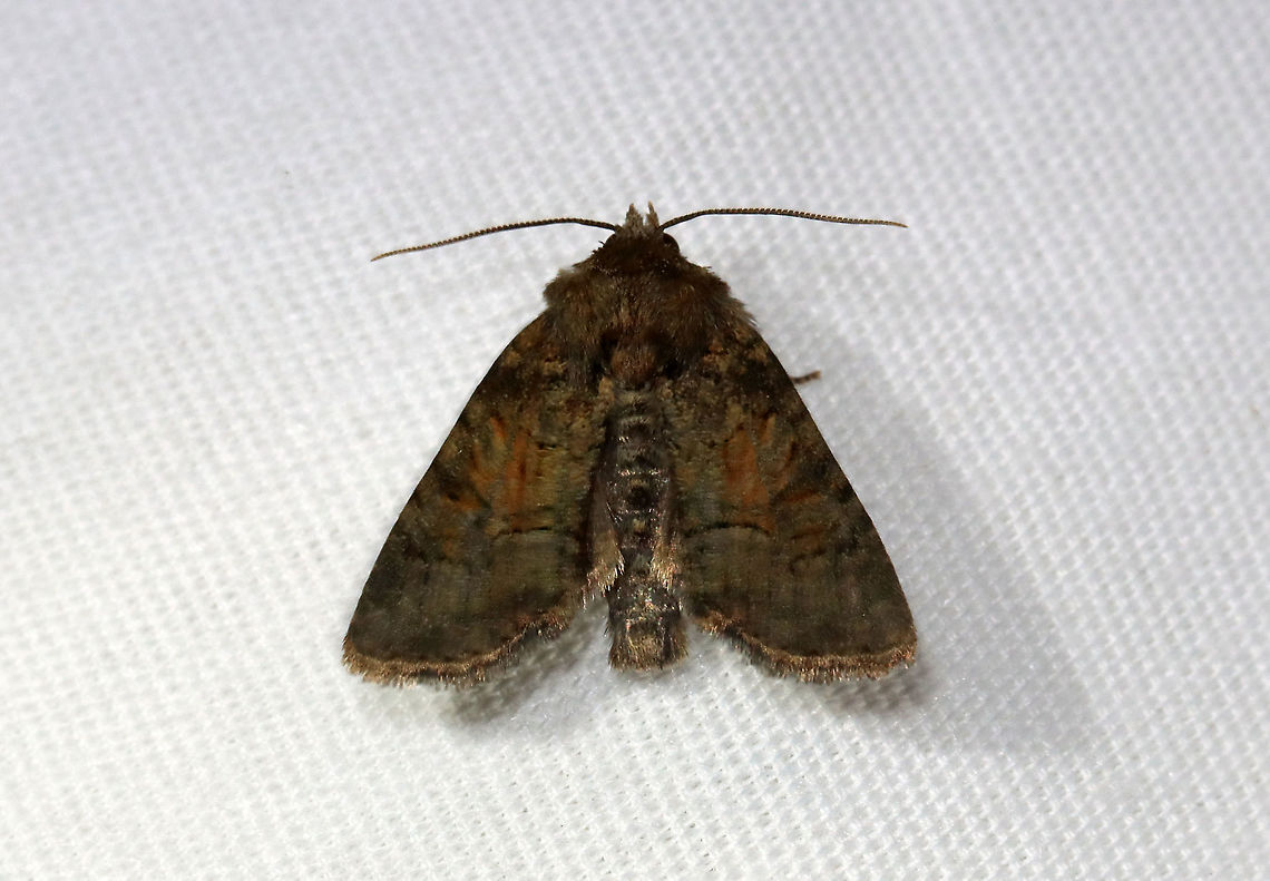 Moth - Noctuidae Habitat: Attracted to a 395 nm LED light in a semi-rural area<br />
<br />
2021(26) Geotagged,Noctuidae,Noctuina,Spring,United States,moth