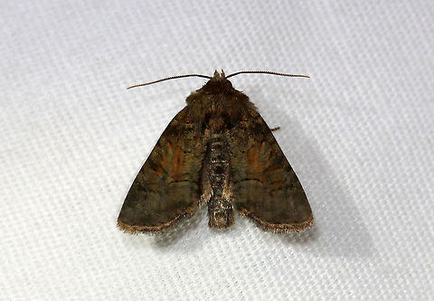 Moth - Noctuidae Habitat: Attracted to a 395 nm LED light in a semi-rural area

2021(26) Geotagged,Noctuidae,Noctuina,Spring,United States,moth