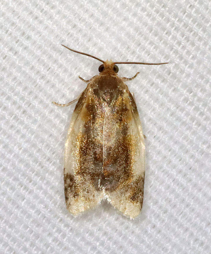 Black-patched Clepsis Moth - Clepsis melaleucana TL: ~12 mm. Shiny white FW with brown shading along inner margin; dark subapical patch. Hosts: Apple, Trillium. Status: Common<br />
<br />
Habitat: Attracted to a 395 nm LED light in a semi-rural area<br />
<br />
2021(27)  Black-patched Clepsis Moth,Clepsis,Clepsis melaleucana,Geotagged,Spring,Tortricidae,United States,moth