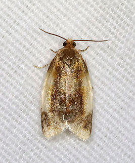 Black-patched Clepsis Moth - Clepsis melaleucana TL: ~12 mm. Shiny white FW with brown shading along inner margin; dark subapical patch. Hosts: Apple, Trillium. Status: Common

Habitat: Attracted to a 395 nm LED light in a semi-rural area

2021(27)  Black-patched Clepsis Moth,Clepsis,Clepsis melaleucana,Geotagged,Spring,Tortricidae,United States,moth