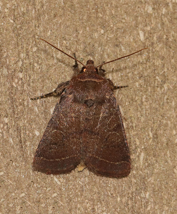 Orthodes majuscule - Rustic Quaker TL: ~20 mm. Reddish brown forewing with pale yellow/tan lines. The postmedial line kinks inward near the costa. The large, orbicular and reniform spots nearly touch. The thoracic collar has a black triangle just behind the head.<br />
<br />
Habitat: Attracted to a 395 nm LED light in a semi-rural area<br />
<br />
2021(28) Geotagged,Noctuidae,Orthodes,Orthodes majuscula,Quaker,Rustic Quaker,Spring,United States,moth